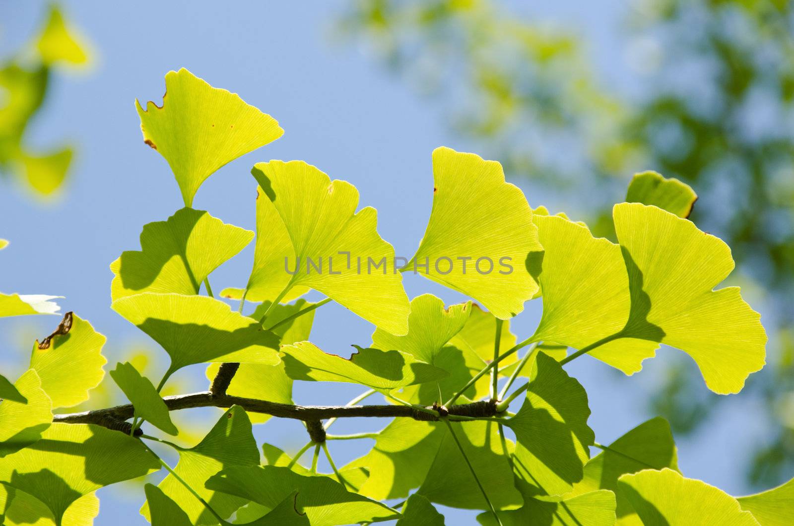 Leaves of Ginkgo biloba on the tree in sunshine with blue sky in background
