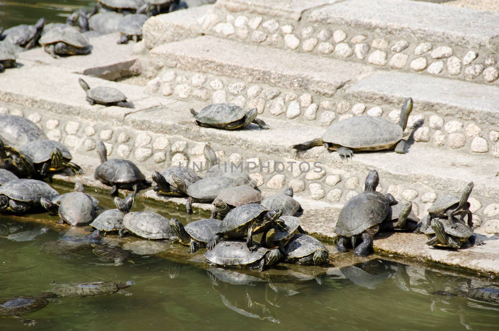 Turtles on stairs in a temple by Arrxxx