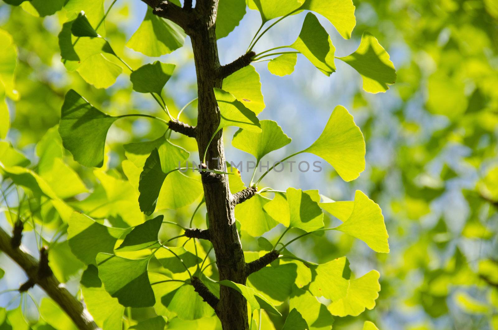 Leaves of Ginkgo biloba on the tree in sunshine with blue sky in background