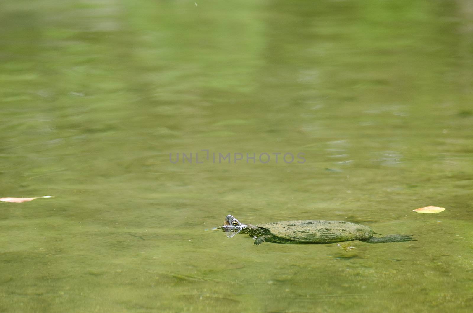 Chinese pond turtle swimming in water, Mauremys reevesii, an endangered species