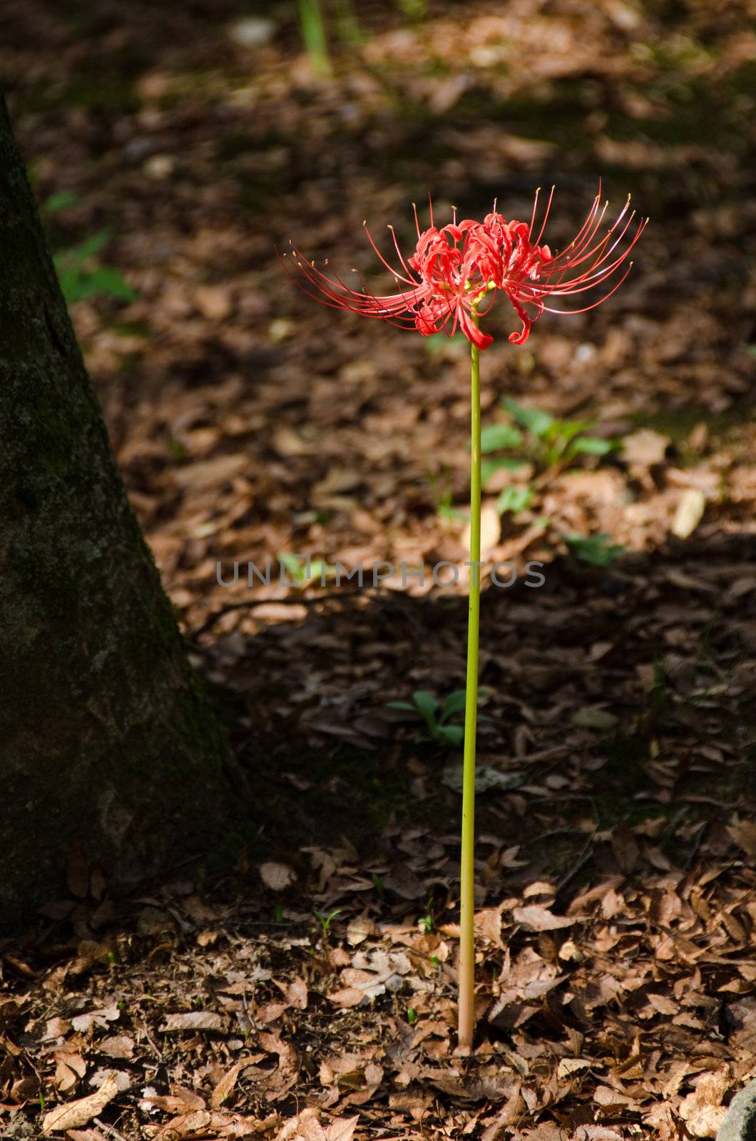 Red spider lily, Lycoris radiata, in its natural habitat on a forest floor