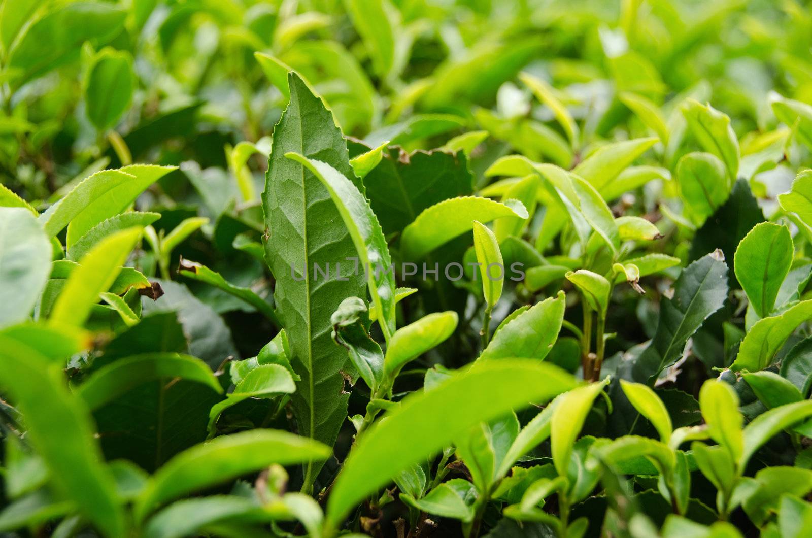 Detail of a japanese green tea plant with fresh leaves
