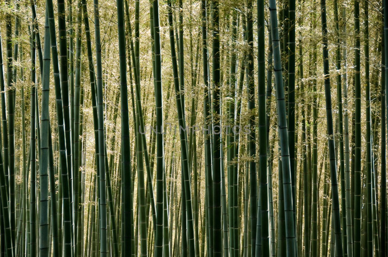 Background of a sunlit green japanese bamboo forest
