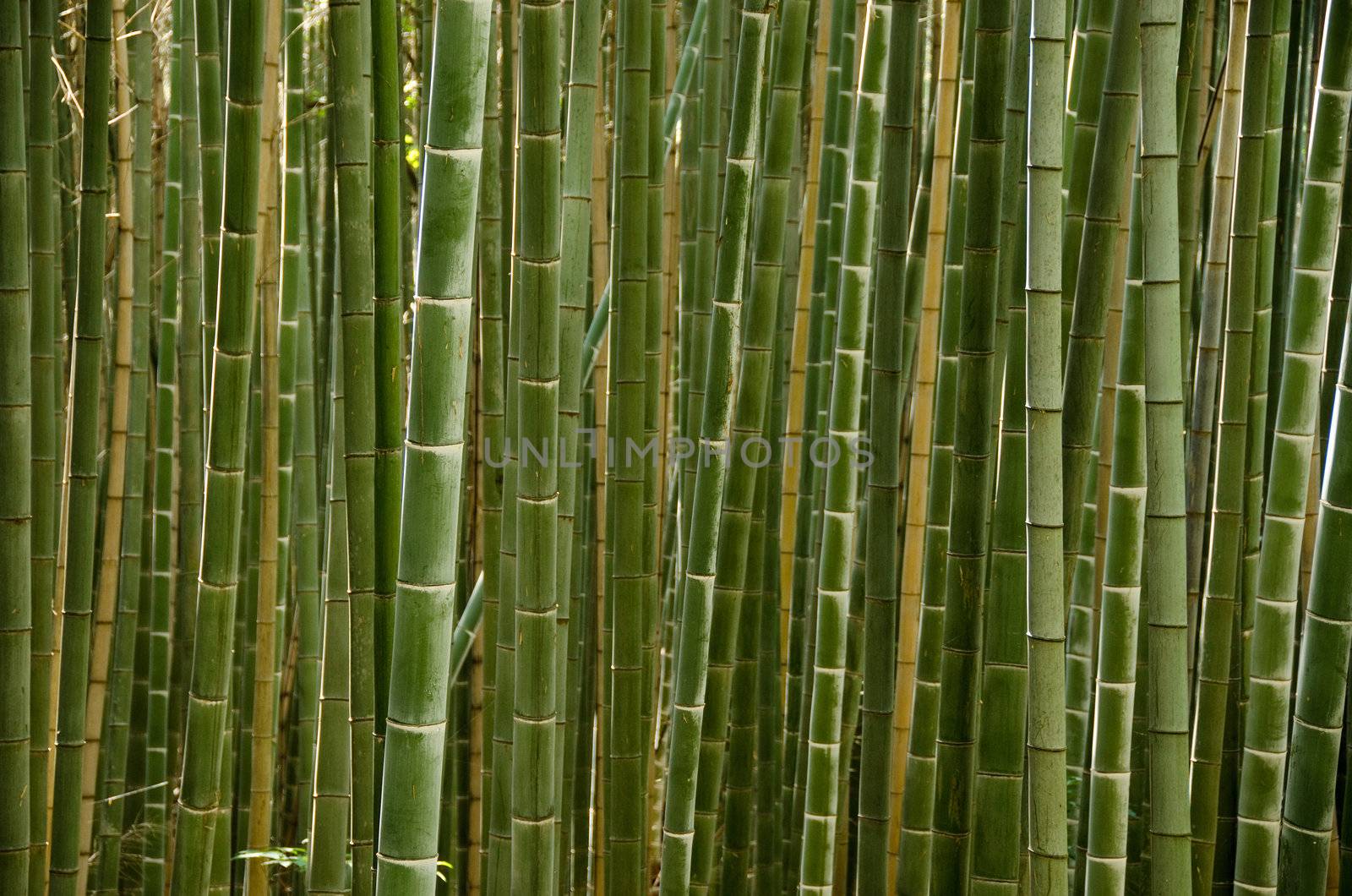 Stems of a bamboo forest by Arrxxx