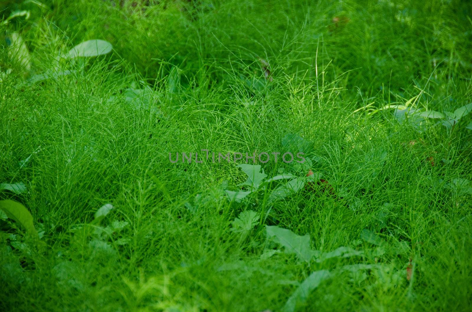 Natural green background composed of Equisetum (horse tail) in the understory of a forest