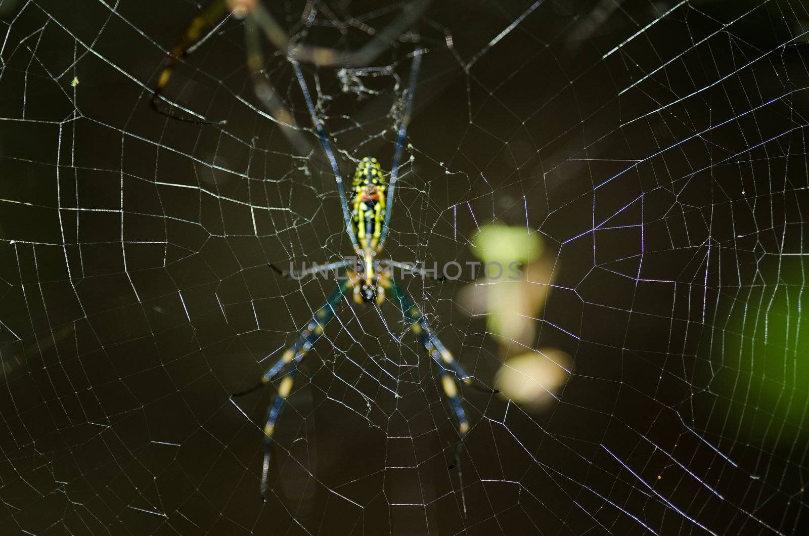 Spider, Nephila clavata by Arrxxx