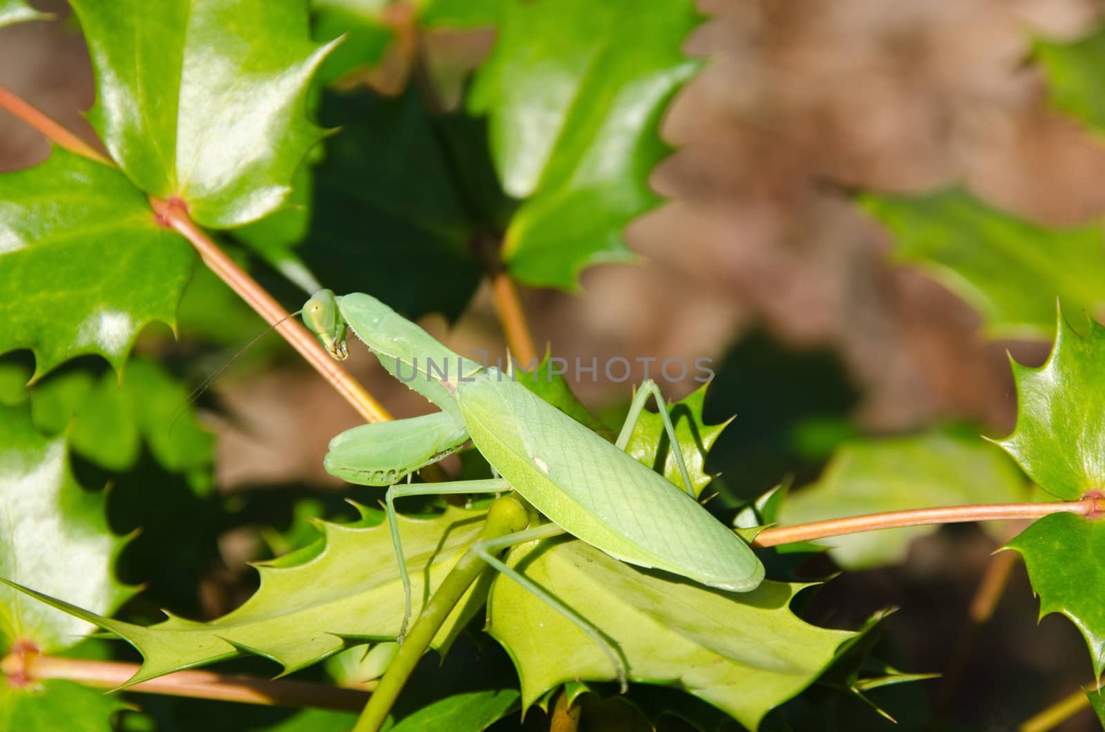 Green japanese praying mantis sitting on a green leaf