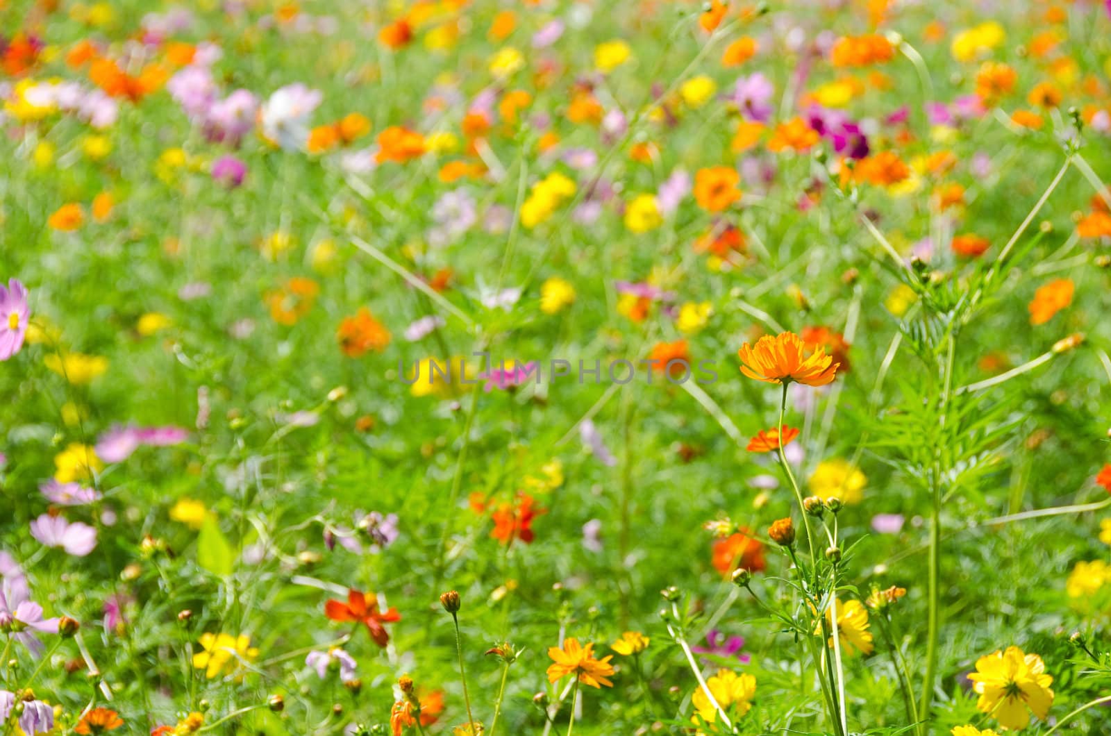 A field of cosmos flowers, Cosmos bipinnatus, in Japan