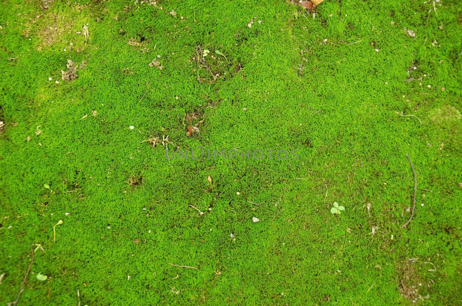 closeup of a moss in forest, green background