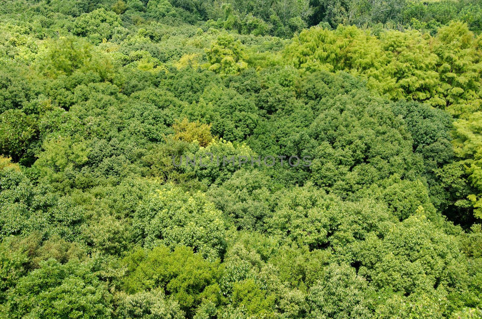 Japanese deciduous forest canopy as seen from above in summer in Osaka, Japan