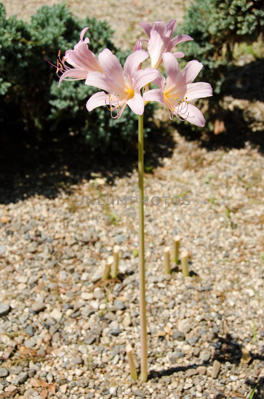 A complete view of the Resurrection lily, Lycoris squamigera in Japan (kitsune no kamisori in japanese)