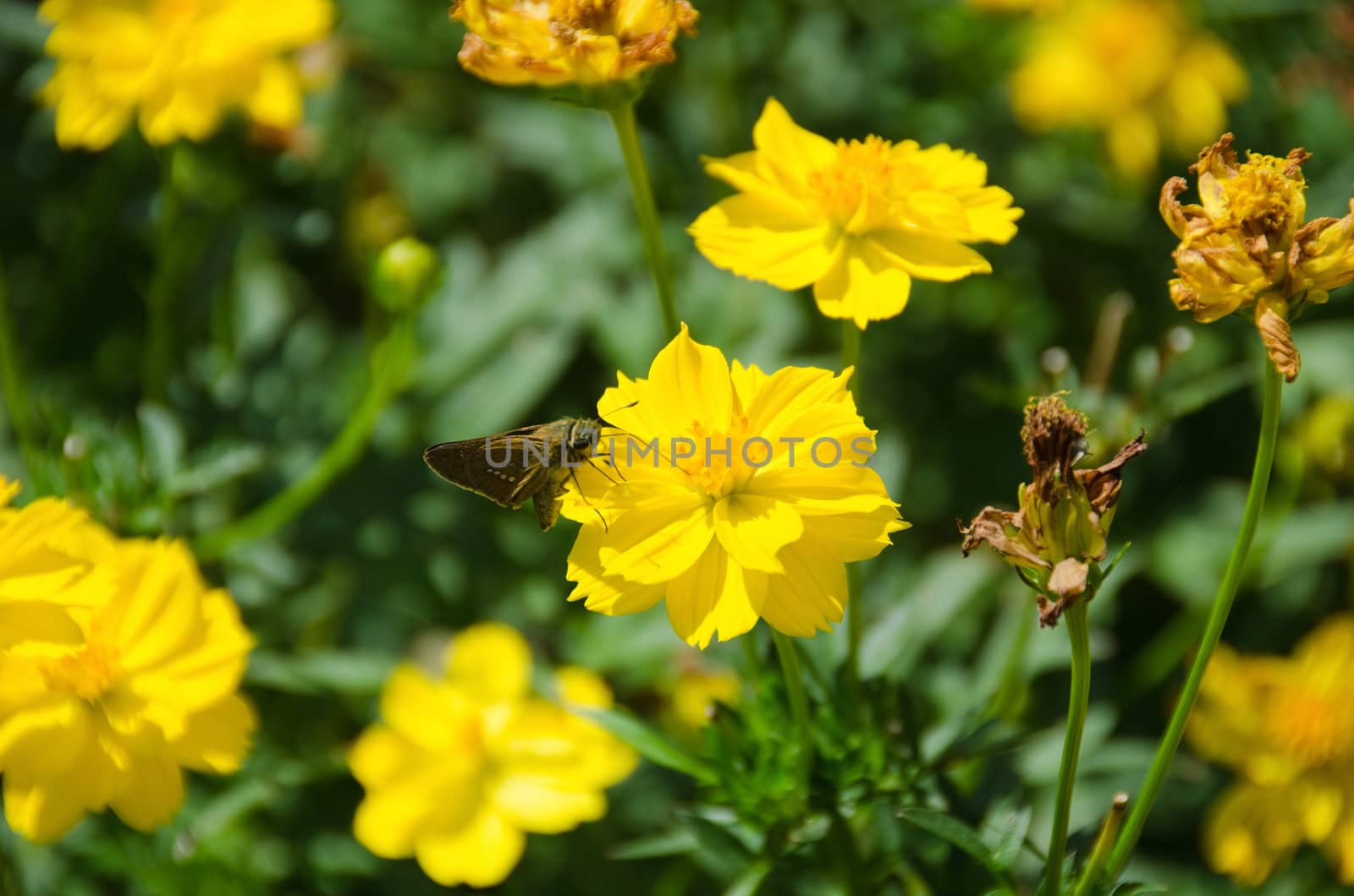 Butterfly drinking nectar on Yellow Cosmos flower, Cosmos sulphureus