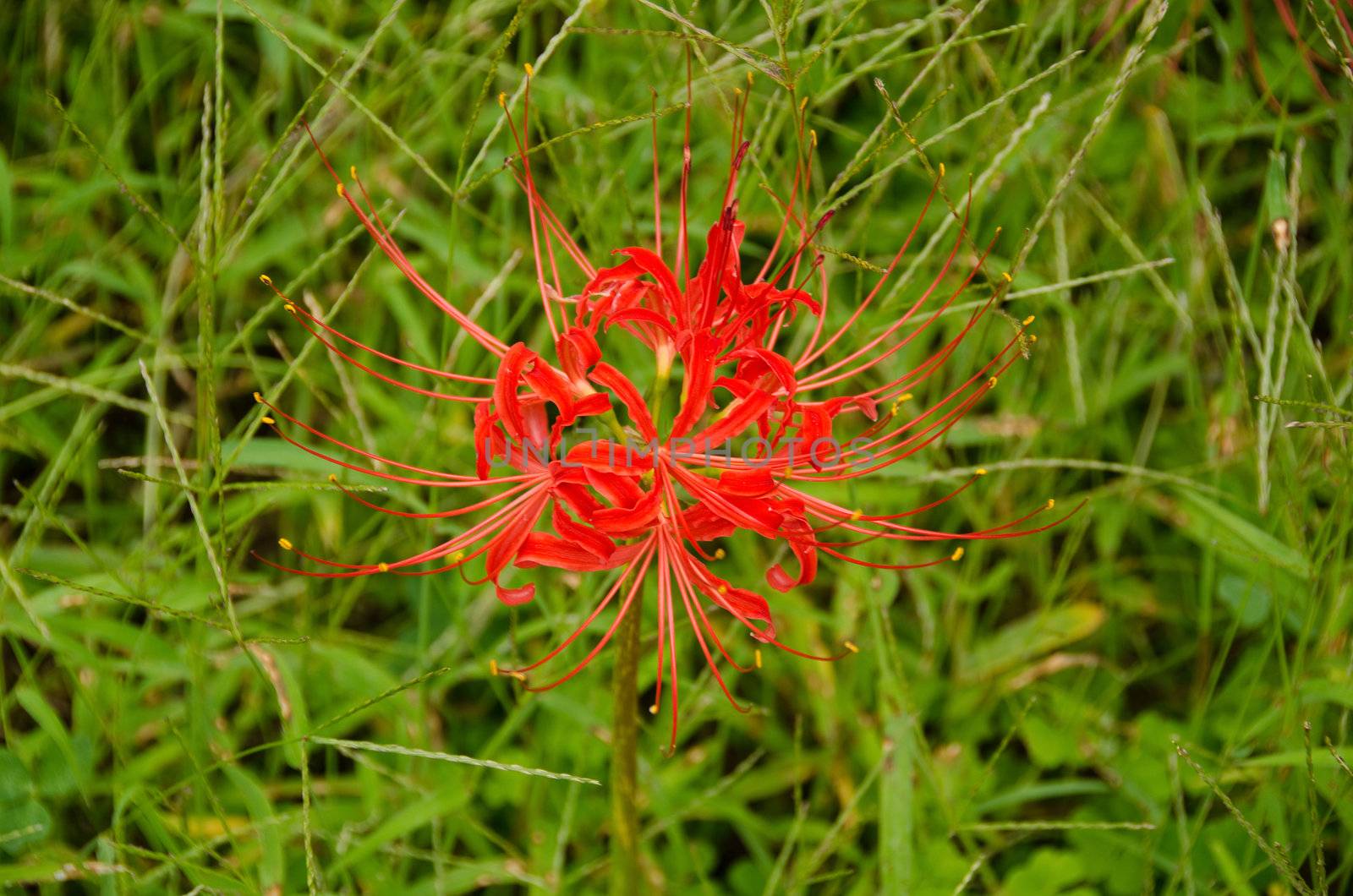 Red spider lily, Lycoris radiata by Arrxxx