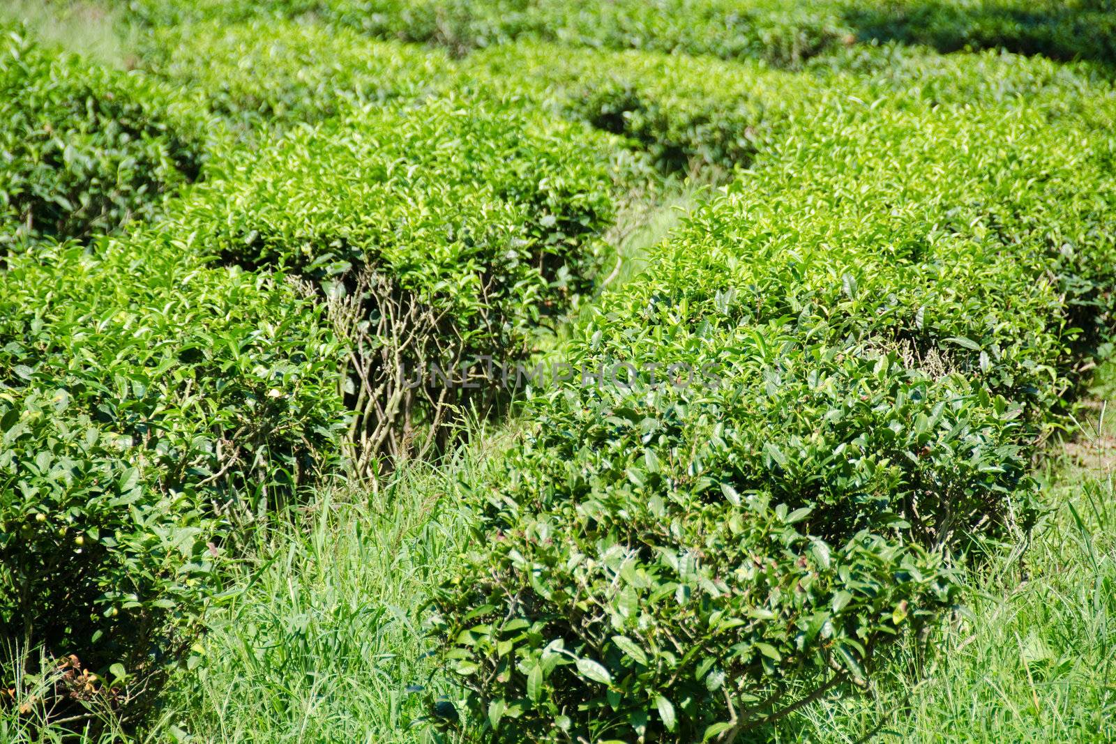Japanese green tea plant by Arrxxx