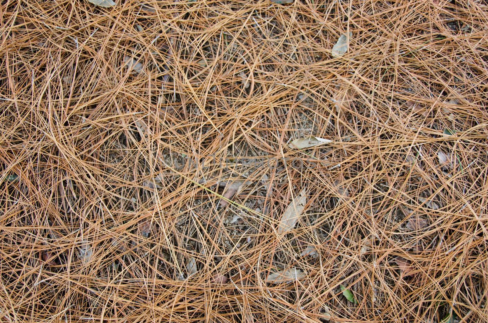 brown pine needle background pattern of forest floor