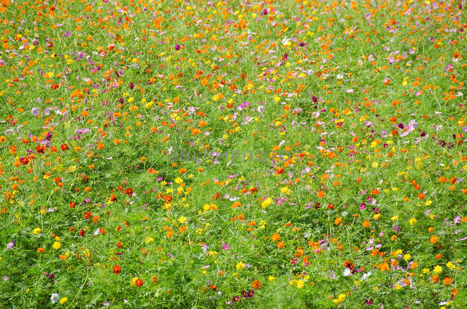 A field of cosmos flowers, Cosmos bipinnatus, in Japan