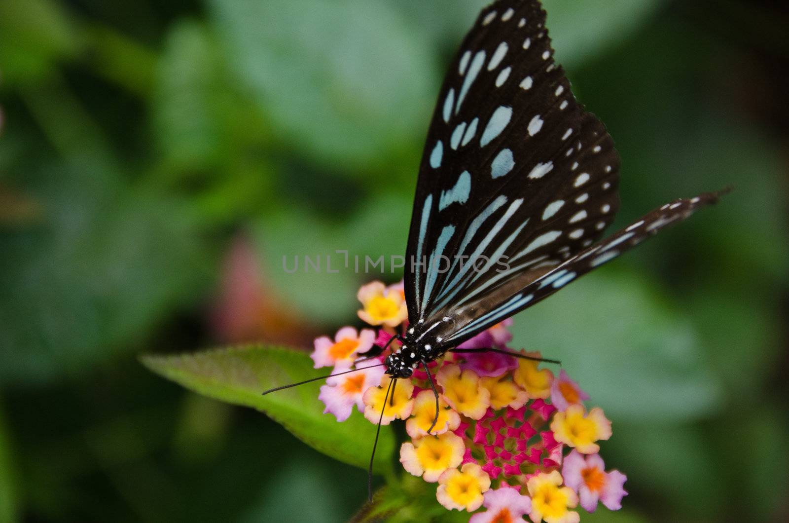Blue butterfly, Ideopsis sp. from Japan sitting and feeding nectar on a flower