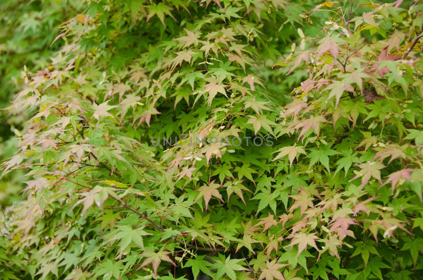Japanese Maple, Acer palmatum, leaves showing the first signs of red color in autumn, background 