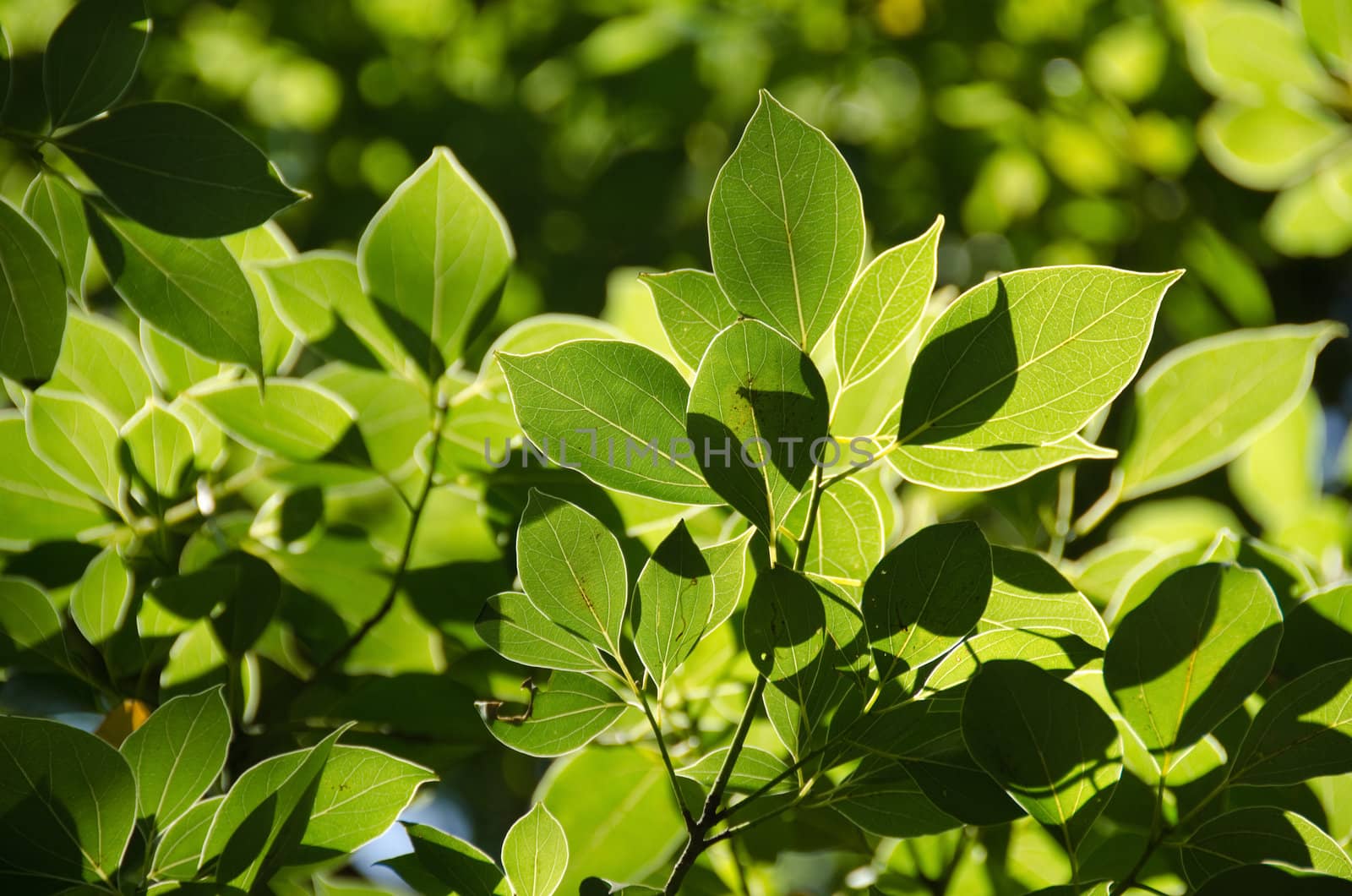 Perfect green leaves with white edges in backlight, background texture