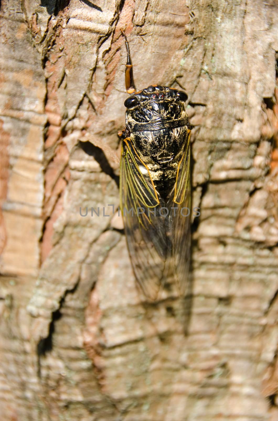 Cicada sitting on a tree