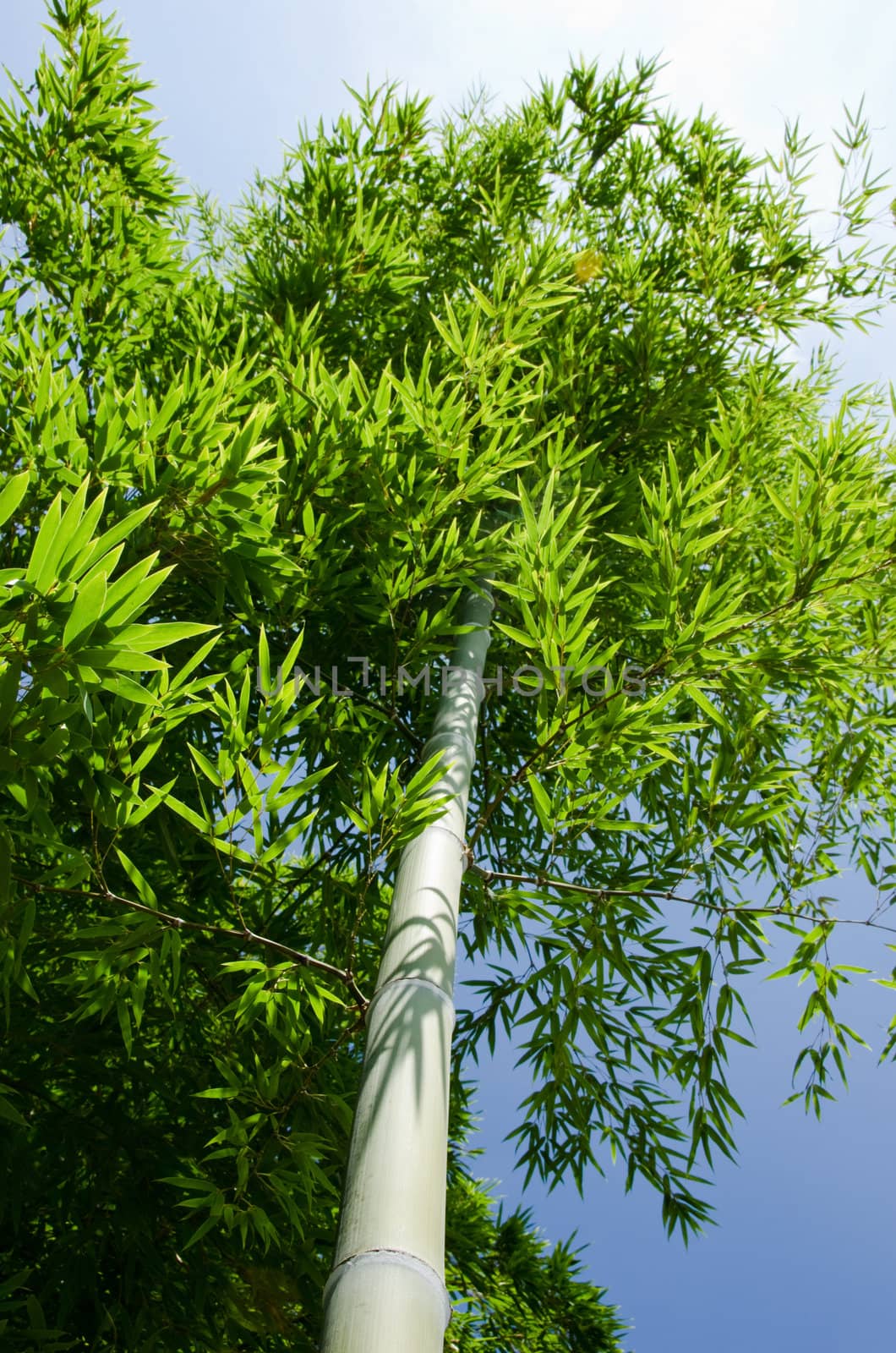 Green bamboo tree as seen against the blue sky