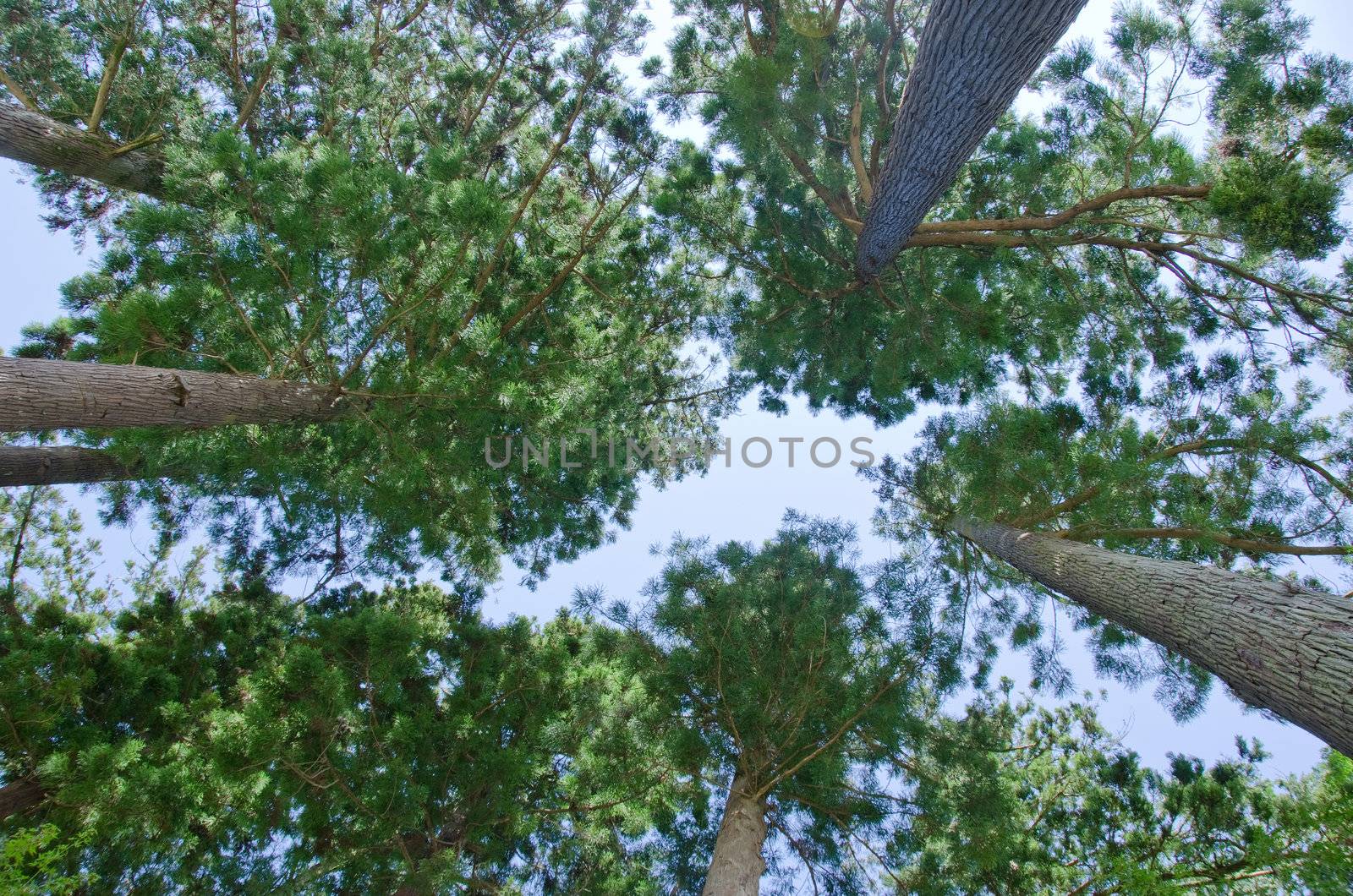 Pine tree forest tree tops seen from below