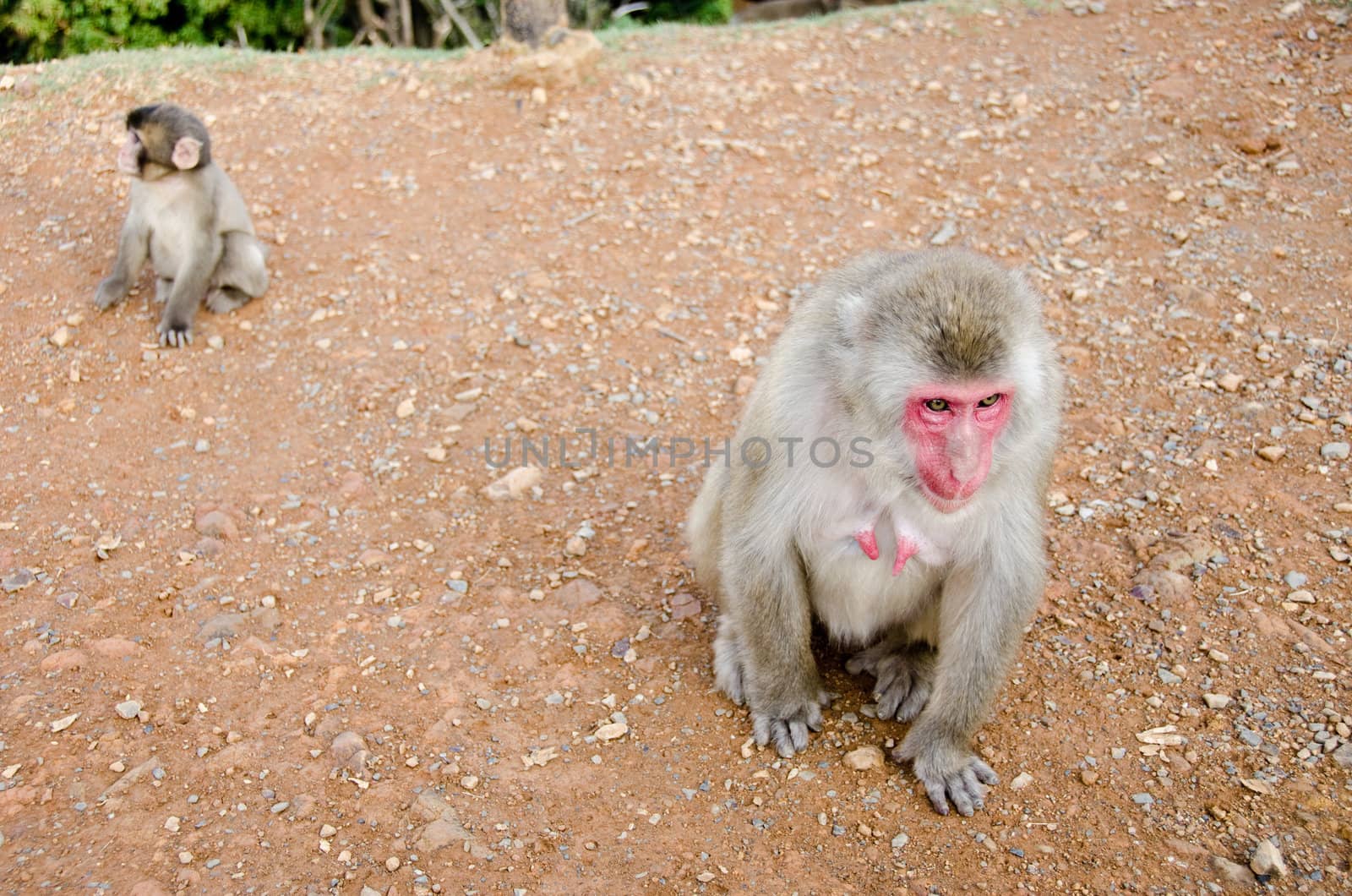 Female japanese macaque, Macaca fuscata, sitting on the ground with macaque baby in the background