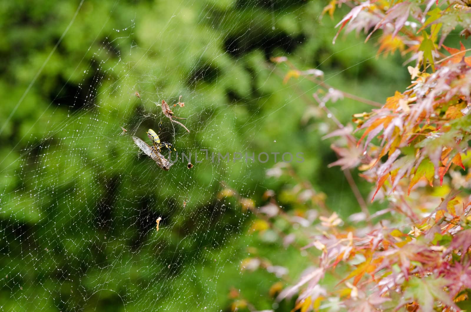 Female of a Golden silk orb-weaver, Nephila clavata on its net eating a cicada