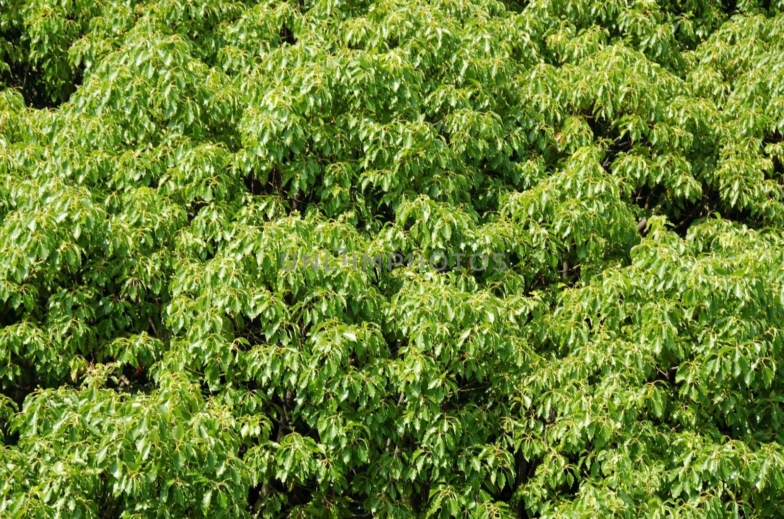 Japanese deciduous forest canopy as seen from above in summer in Osaka, Japan