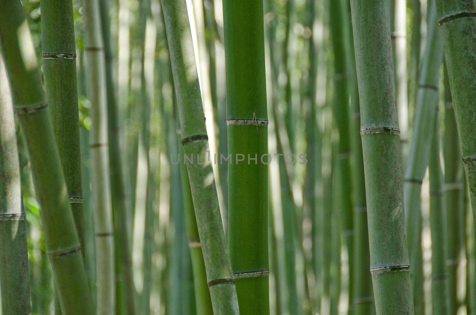 Background of green japanese bamboo stems in a  forest seen from the side