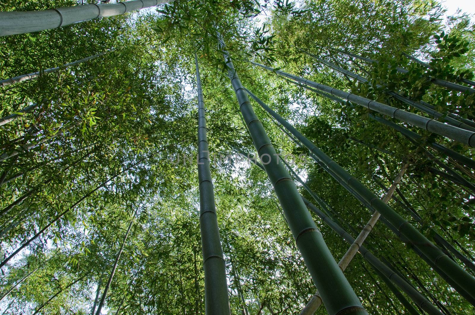 Green japanese bamboo forest seen from below