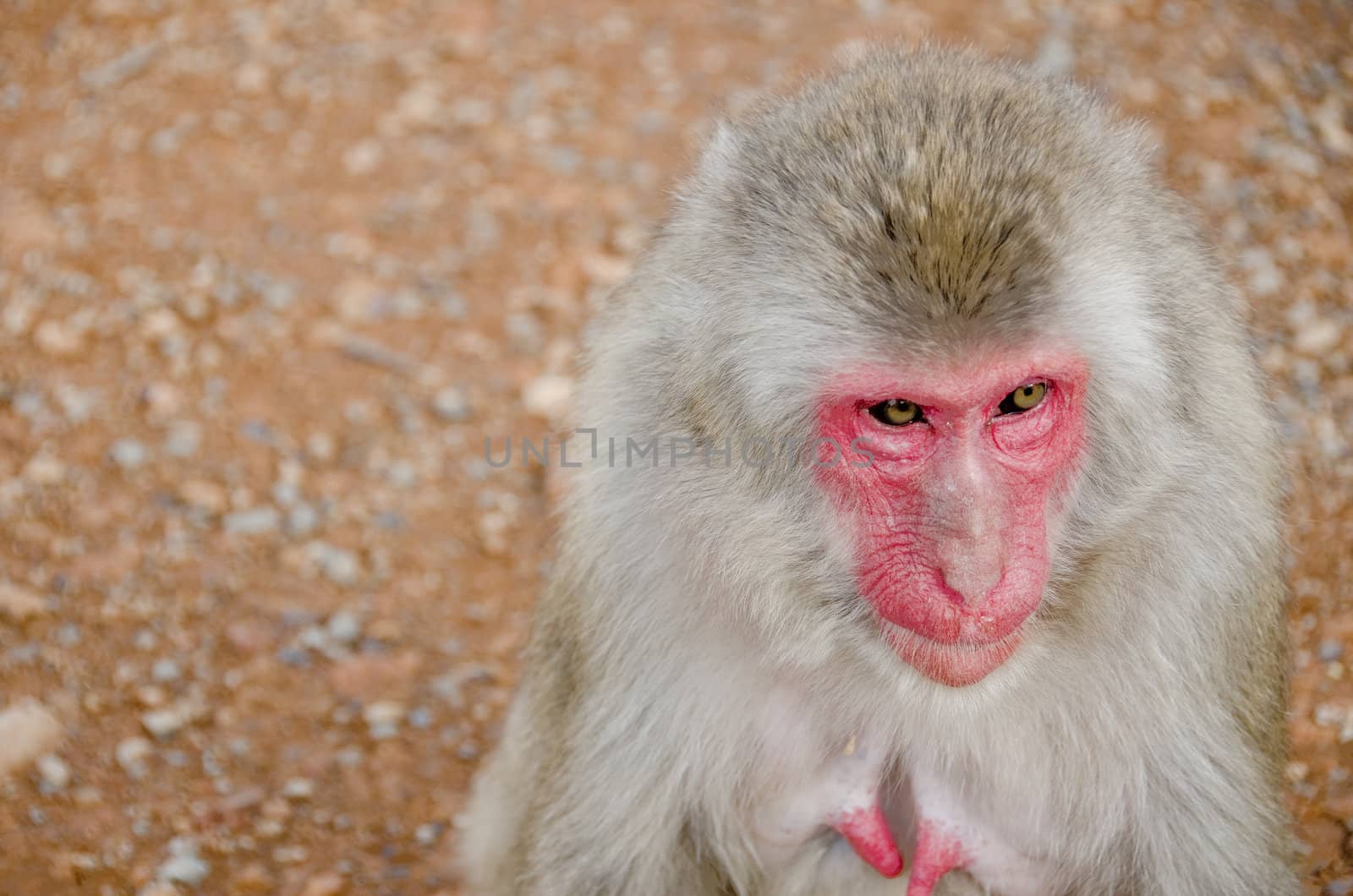 Half portrait of a female japanese macaque, Macaca fuscata, sitting on the ground