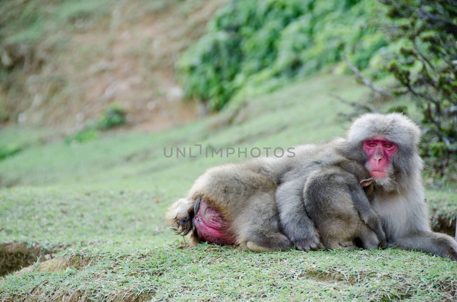 Female japanese macaque with baby by Arrxxx