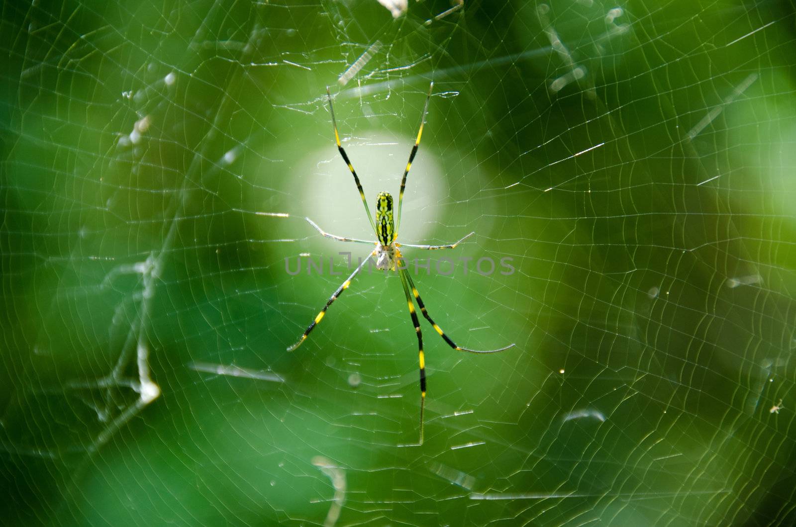 Spider, Nephila clavata by Arrxxx