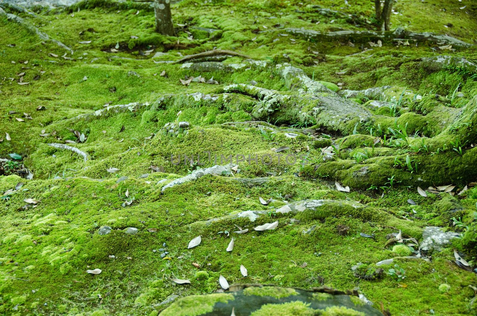 Moss and tree roots in a forest, natural green background