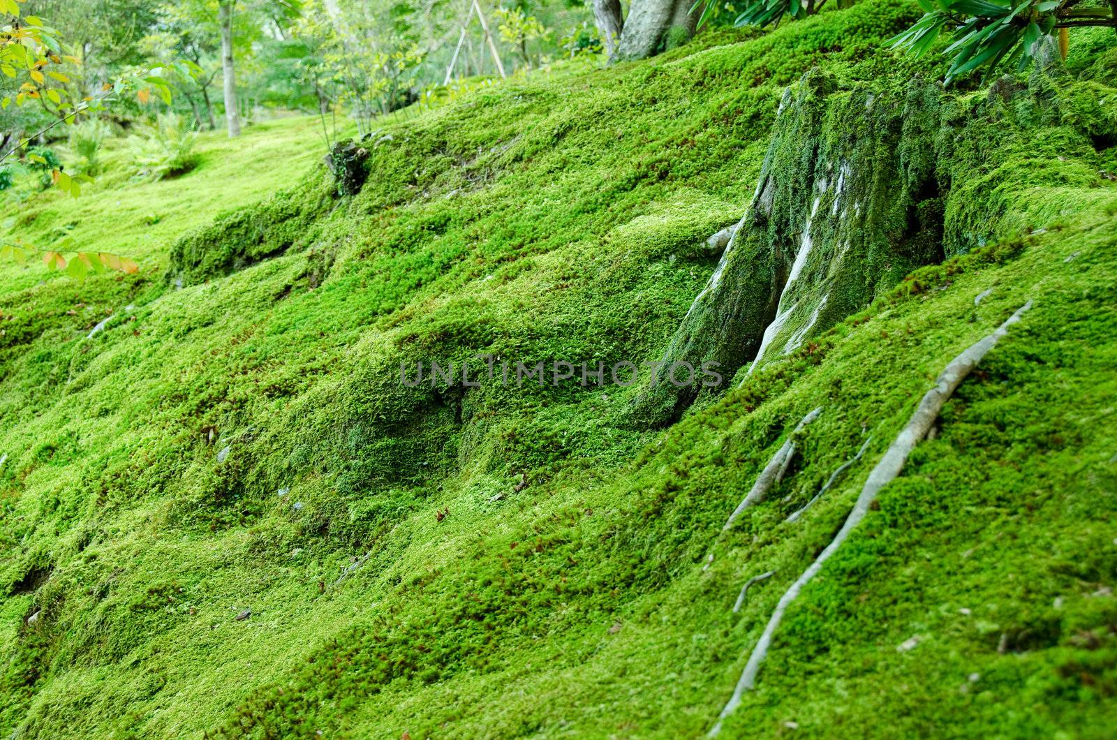 Forest floor covered with moss, natural green background