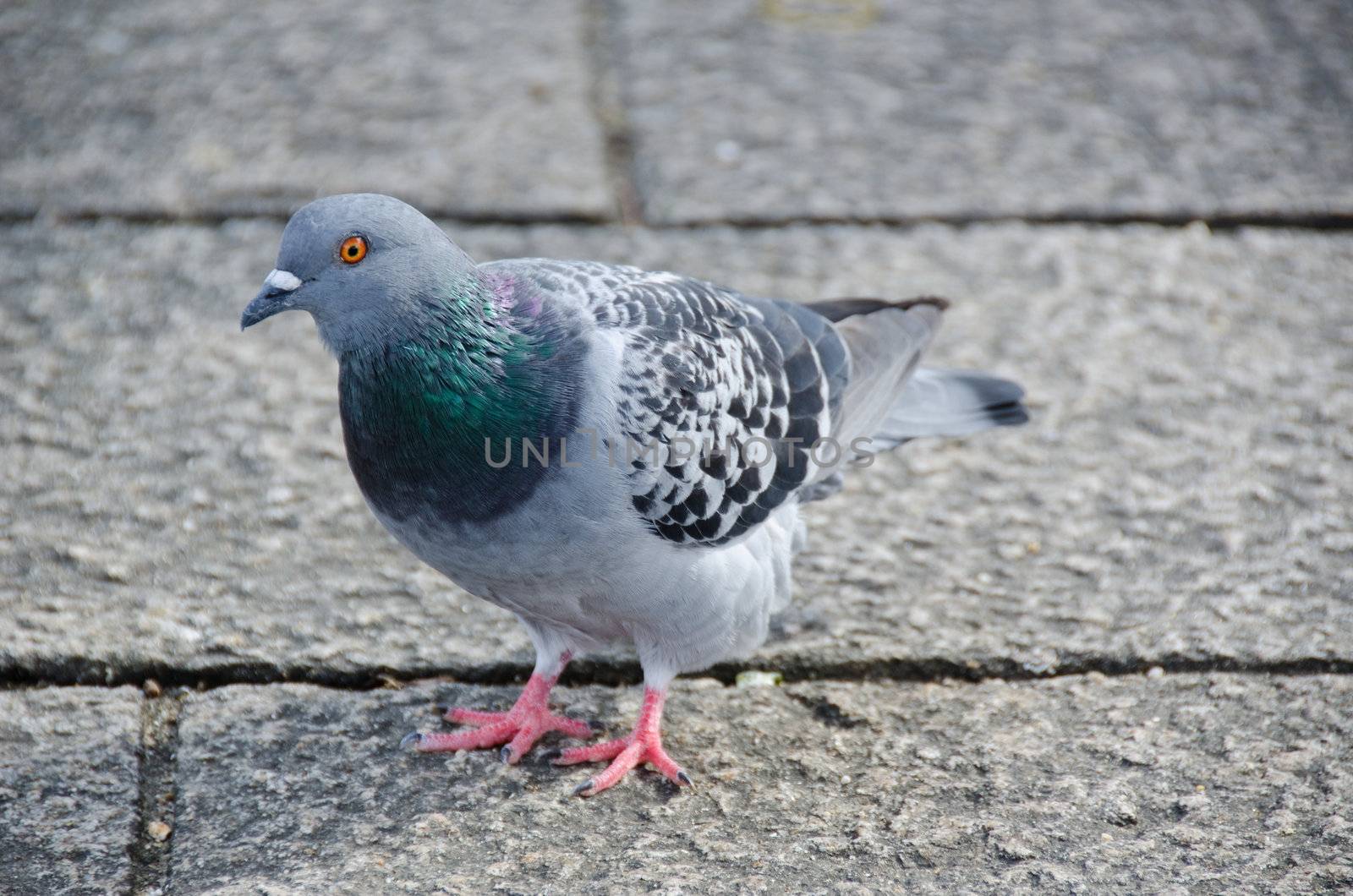 Rock Dove, Columba livia on a stone pavement