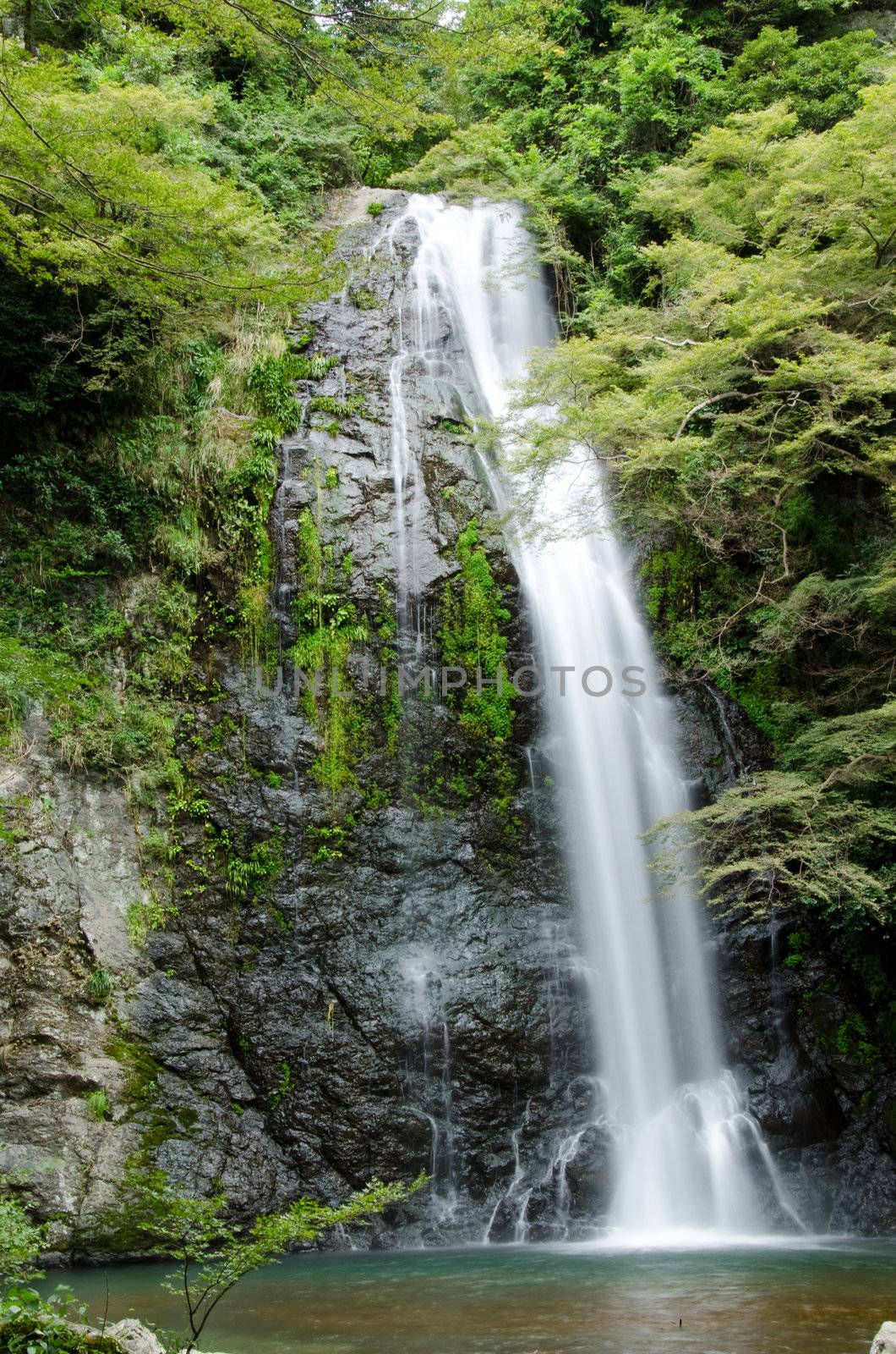 Water fall at the Mino Quasi National Park in Japan with green maple tree