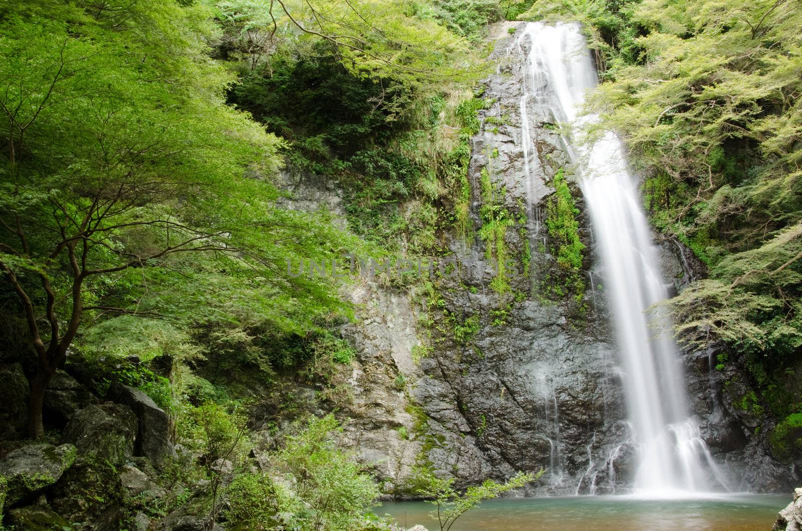 Water fall at the Mino Quasi National Park in Japan with green maple tree