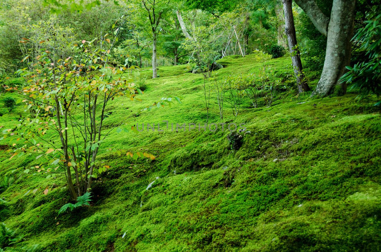 Moss on forest floor by Arrxxx