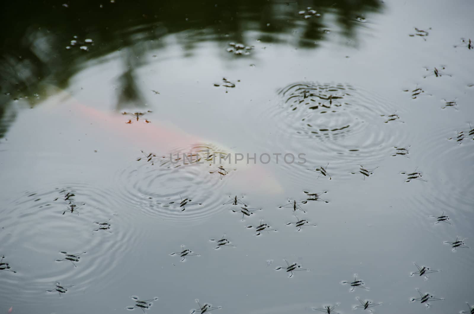 Water striders, Gerridae, on a lake in summer