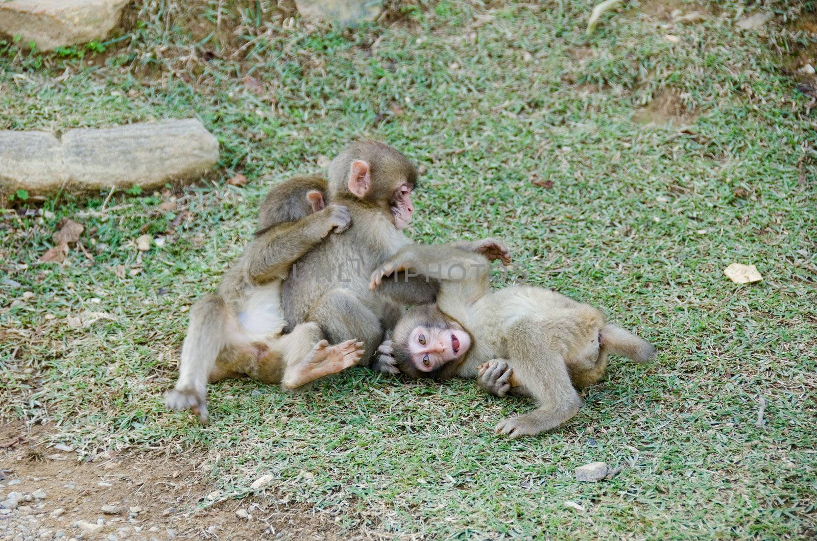 Three young japanese macaques, Macaca fuscata, playing and fighting on the ground