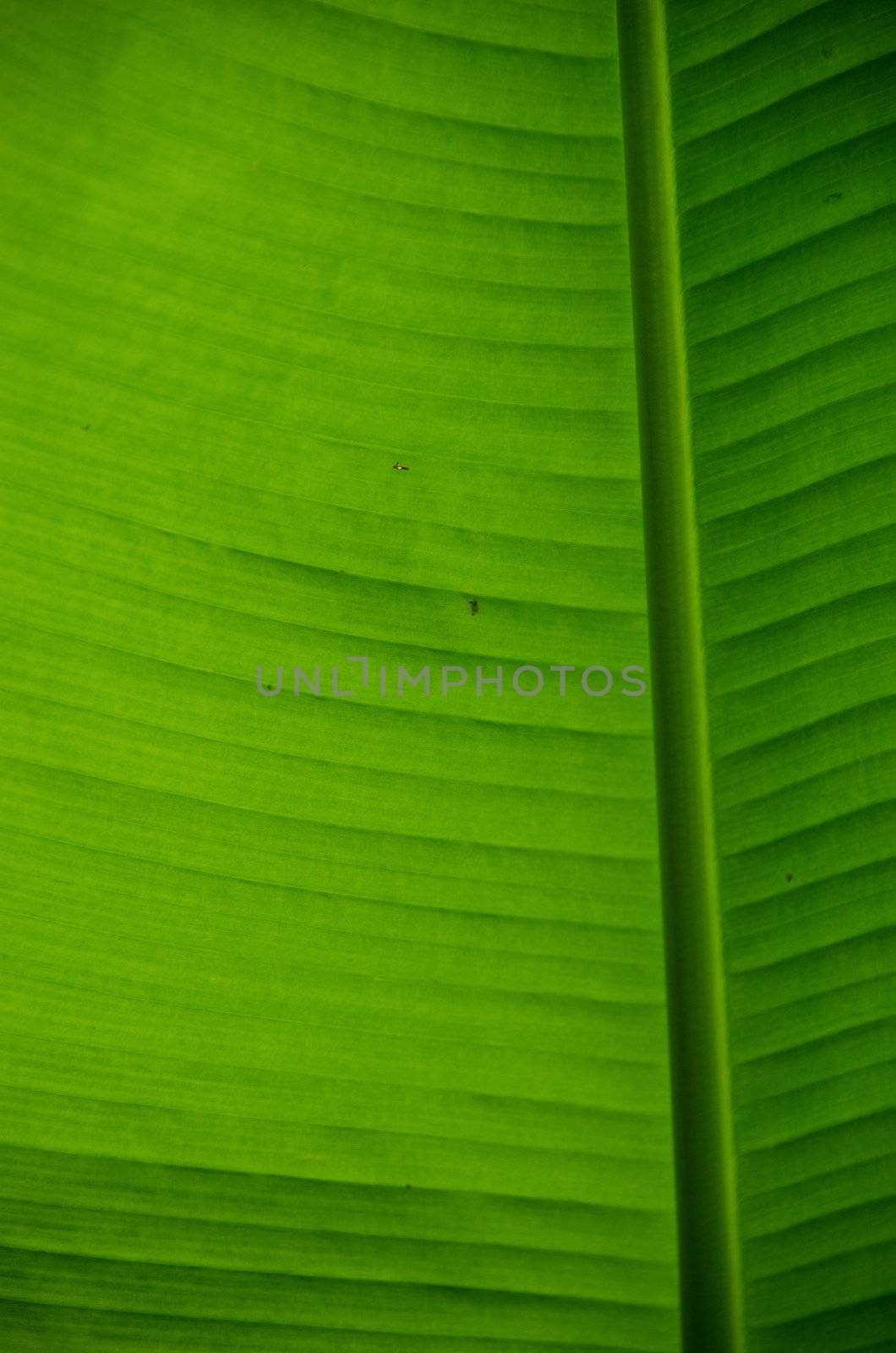 Natural green background of a banana leaf