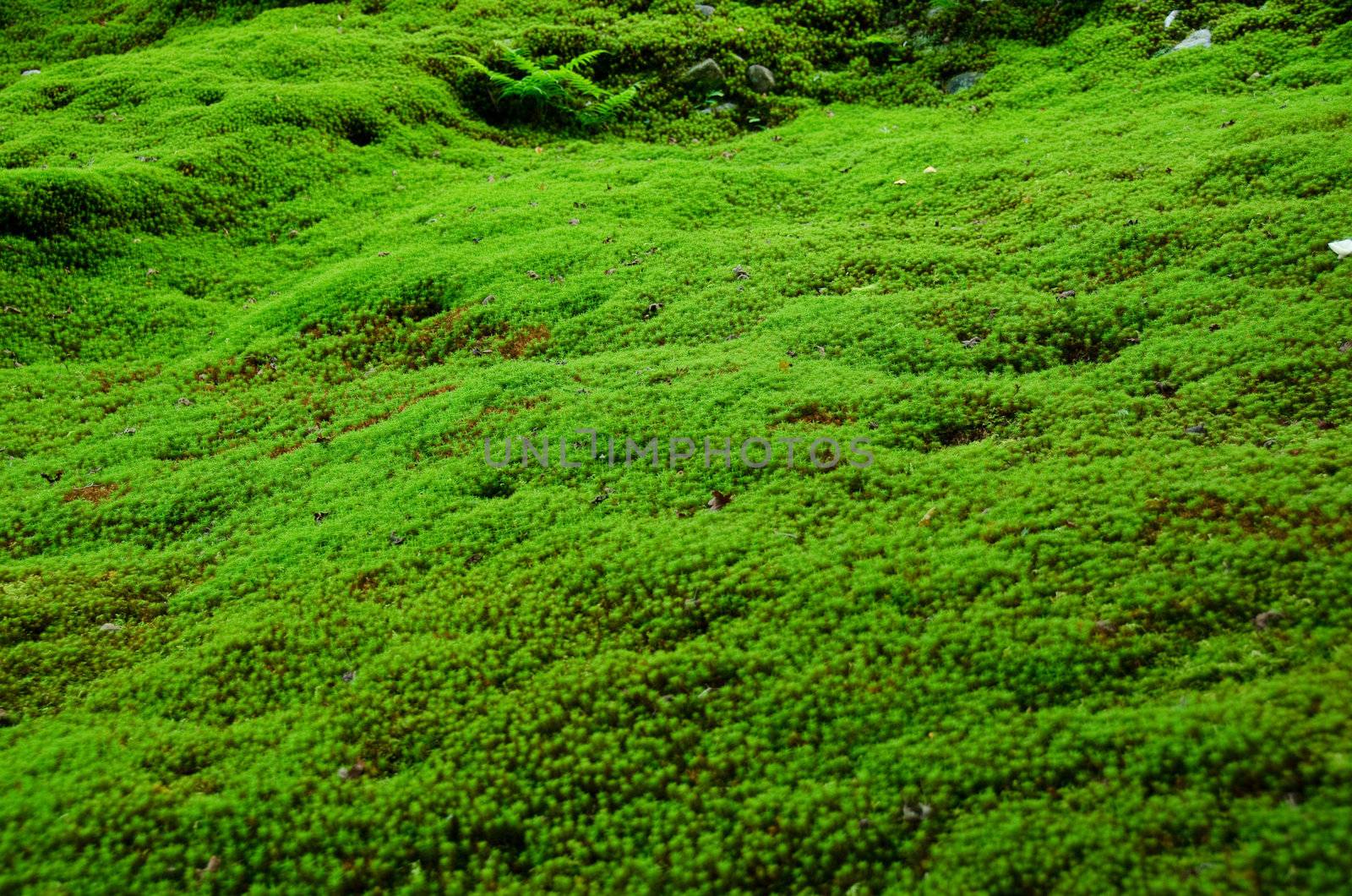 Moss by Arrxxx