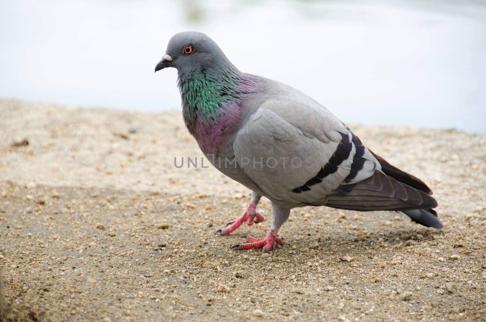 Rock Dove, Columba livia on a stone pavement