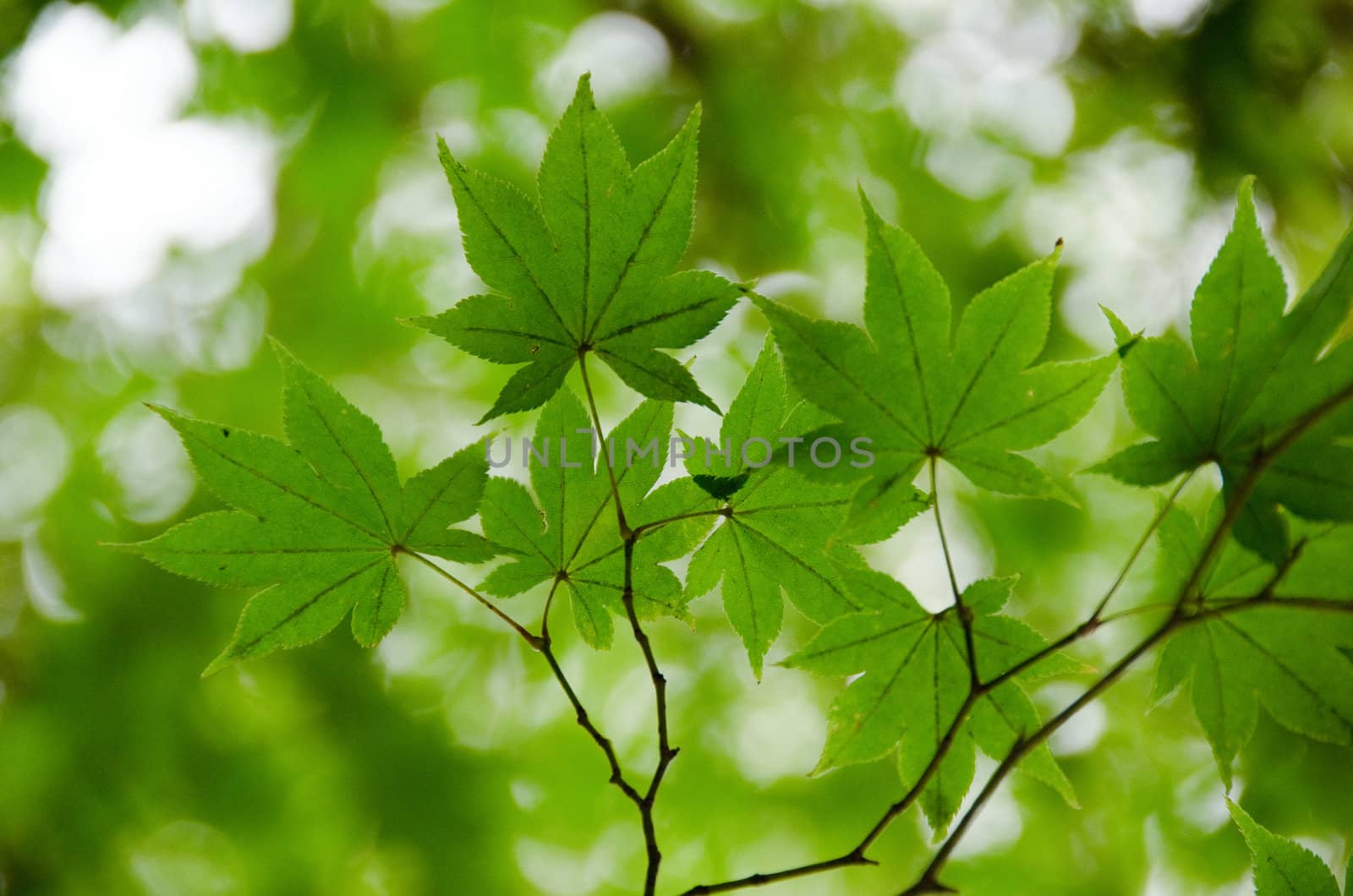 A branch of  green maple leaves as background structure