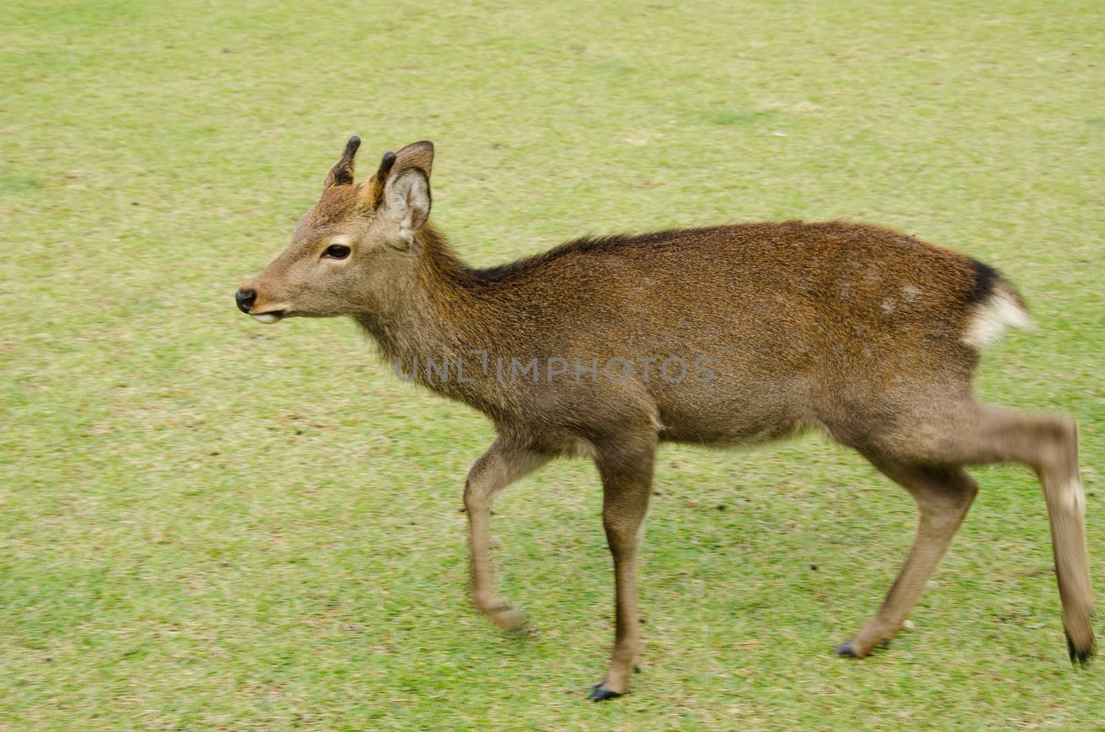 Young male Sika Deer, Cervus nippon, walking on a meadow in Nara, Japan