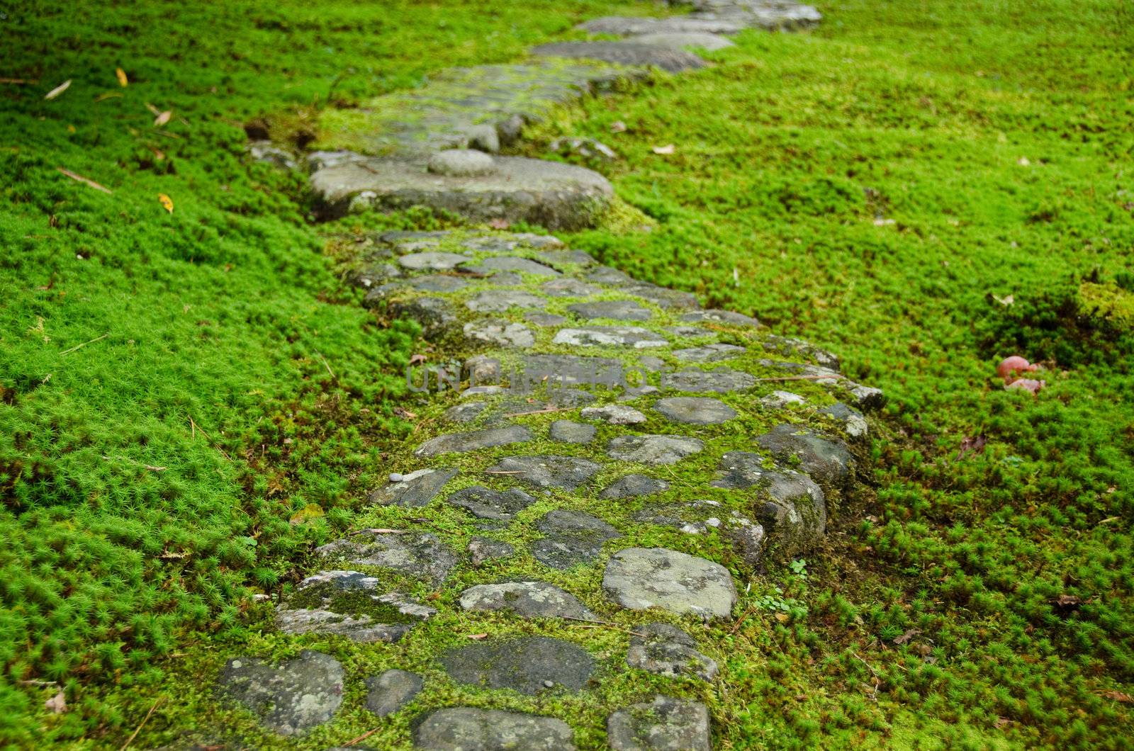 Pathway with curves in a moss garden