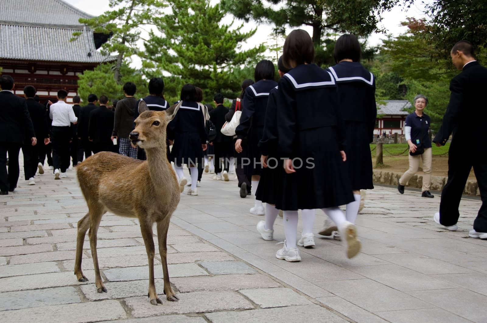 Sika Deer in Nara by Arrxxx