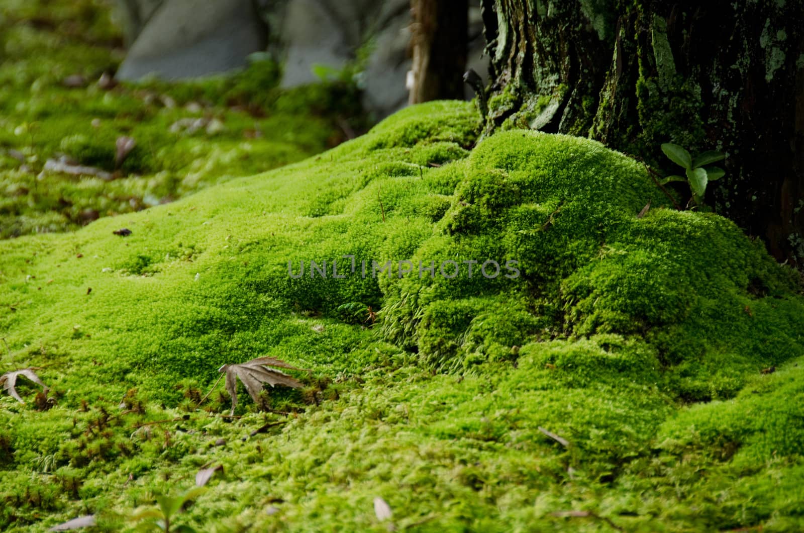 Closeup of a moss in a japanese garden with stones and tree